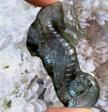 Crystals~ Labradorite Seahorse Carving
