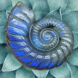 Crystals ~ Labradorite Fibonacci Conch Shell