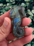 Crystals~ Labradorite Seahorse Carving