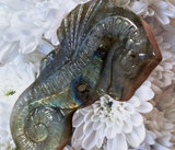 Crystals~ Labradorite Seahorse Carving