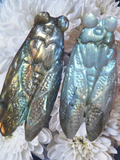 Crystals~ Labradorite Cicada Carving
