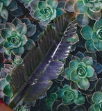 Crystals ~ Fluorite Feather