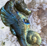 Crystals~ Labradorite Seahorse Carving