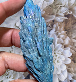 Crystals ~ Aqua Aura Kyanite-III