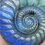 Crystals ~ Labradorite Fibonacci Conch Shell