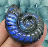 Crystals ~ Labradorite Fibonacci Conch Shell