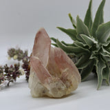 Crystals ~ Scarlet Temple Lemurian Cluster 201 grams